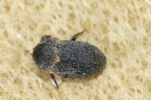 Dermestes laniarius